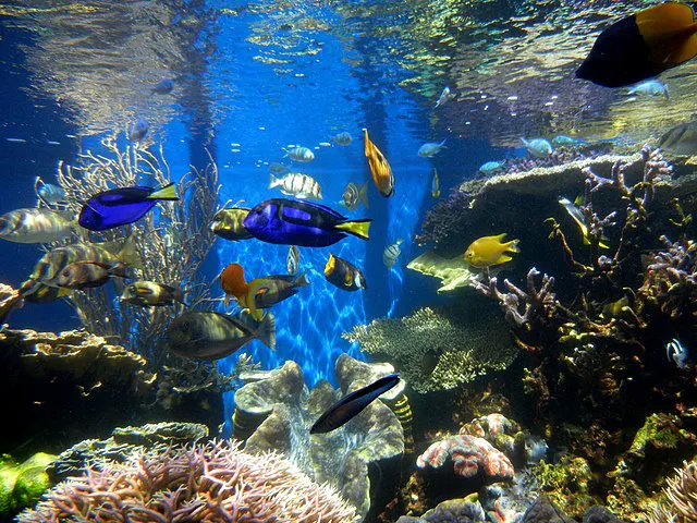 Fish Nerd Aquatics - Affordable Commercial and Residential Aquarium Design & Installation Services! Online Aquaria Products! 5
