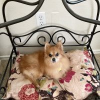 Petco ico