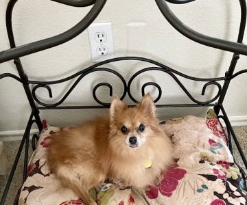 Petco