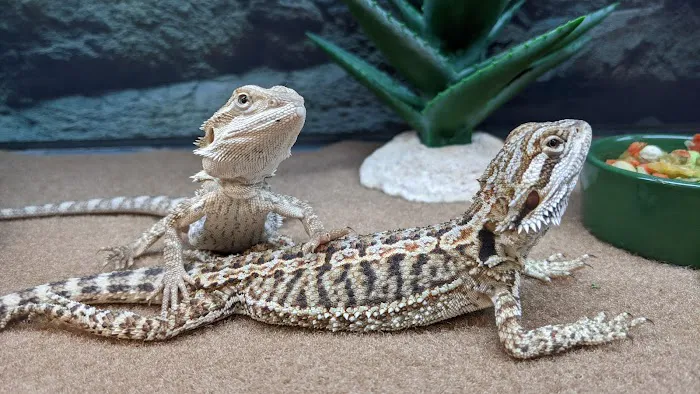 Petco 5