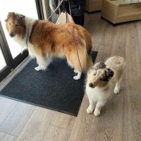 Natural Healing Veterinary Acupuncture ico