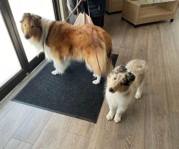 Natural Healing Veterinary Acupuncture