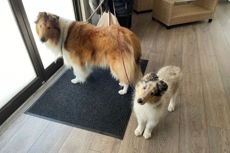 Natural Healing Veterinary Acupuncture