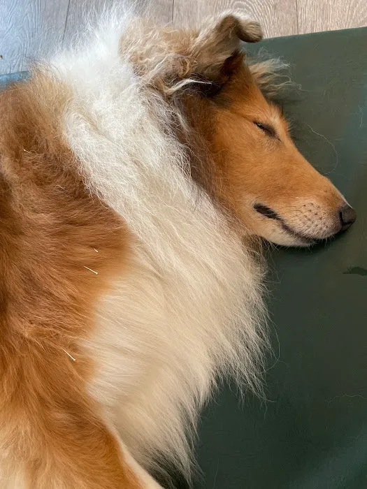 Natural Healing Veterinary Acupuncture 12