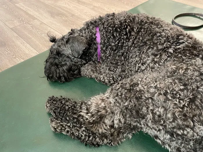 Natural Healing Veterinary Acupuncture 12