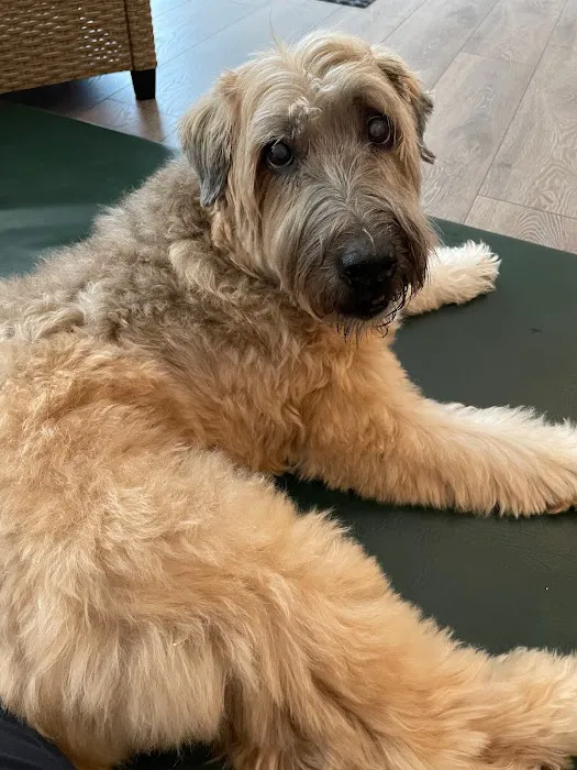 Natural Healing Veterinary Acupuncture 12