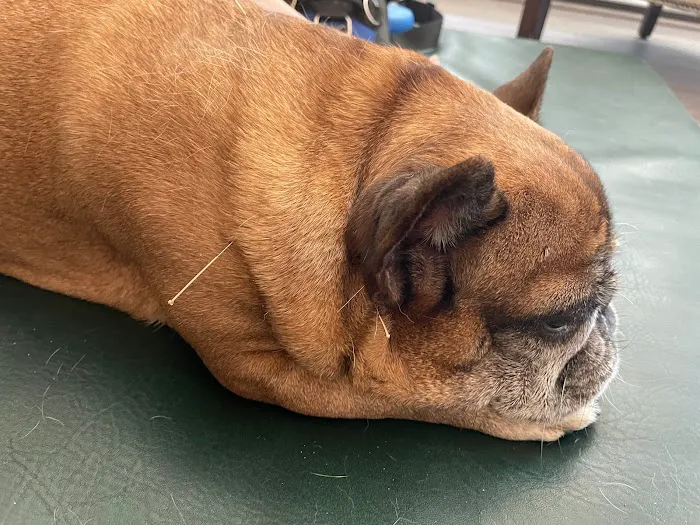 Natural Healing Veterinary Acupuncture 12