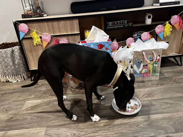 Bonnie's Pup Cakes 7