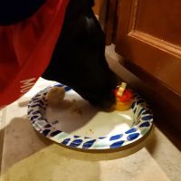 Bonnie's Pup Cakes ico