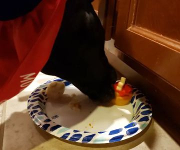Bonnie's Pup Cakes