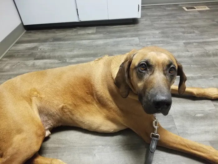 Barclay Hills Animal Clinic 12