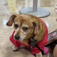 Barclay Hills Animal Clinic ico