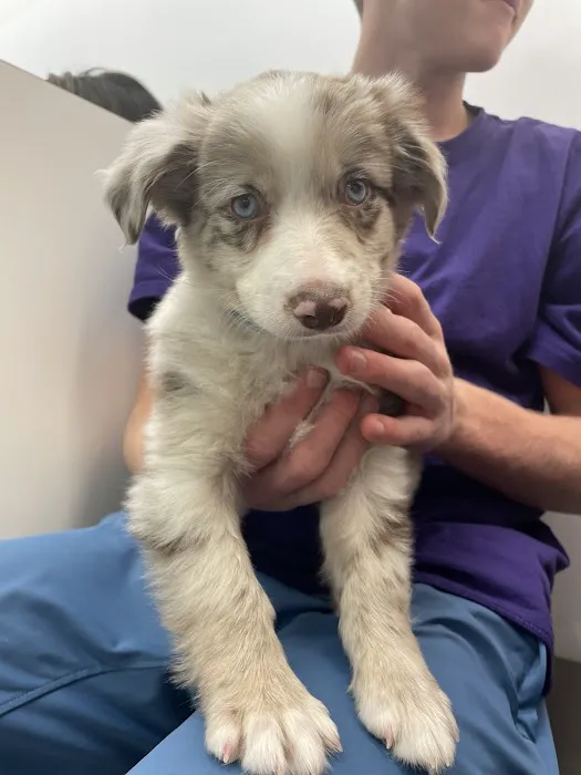 Furever Pets 4