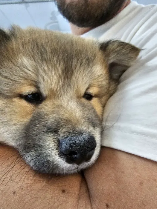 Furever Pets 1