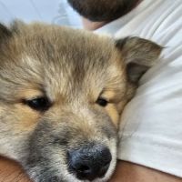 Furever Pets ico