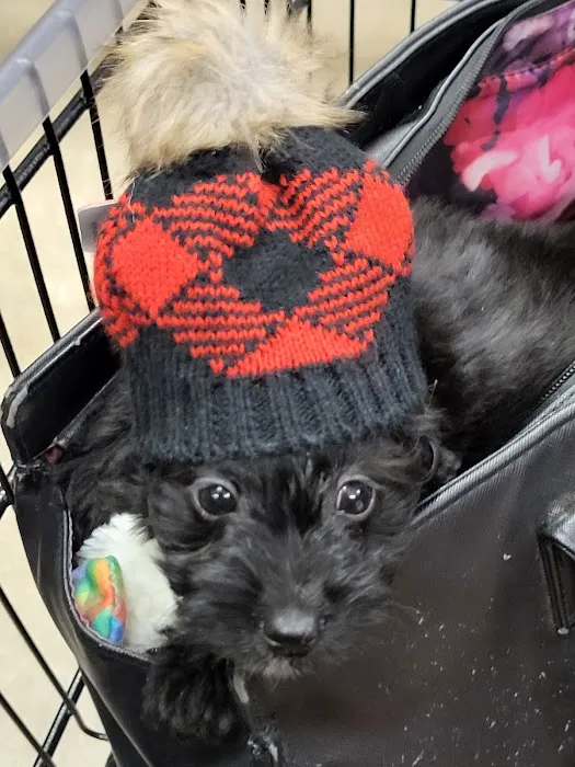 Furever Pets 2