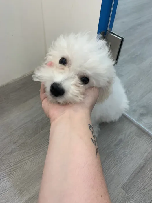 Furever Pets 5