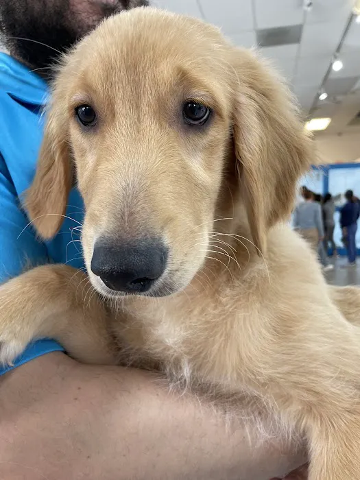 Furever Pets 3