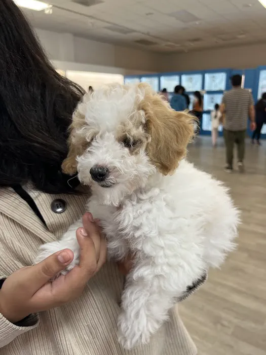 Furever Pets 7