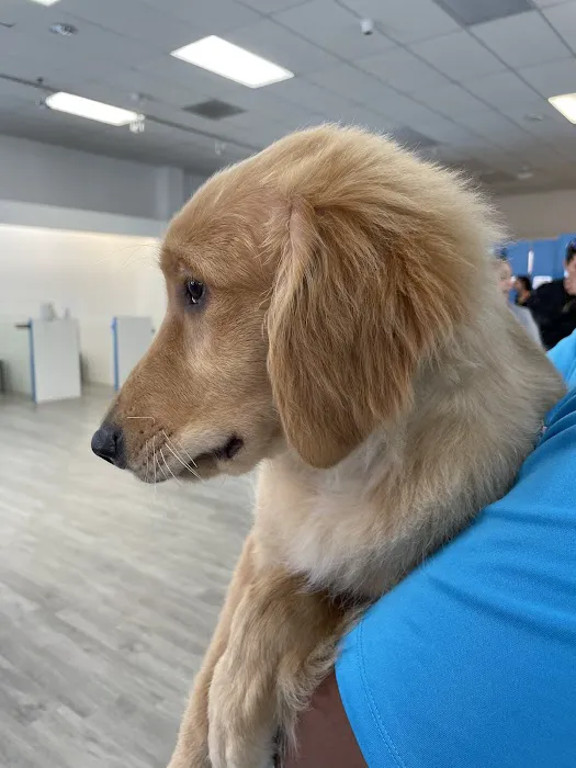 Furever Pets 9