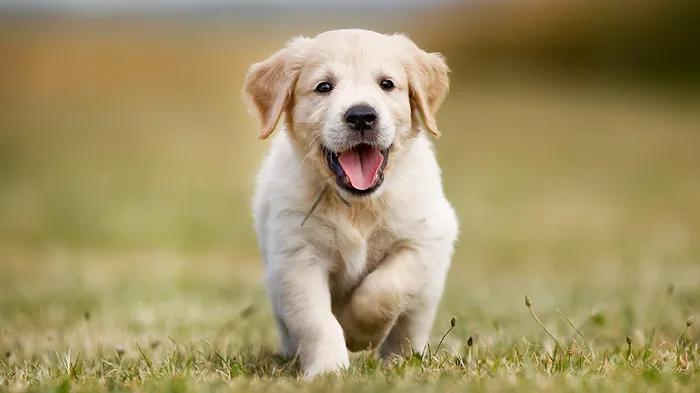 Partners Pet Center 10