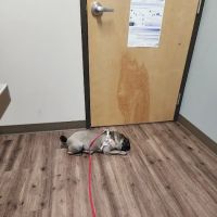 Pioneer Animal Hospital ico