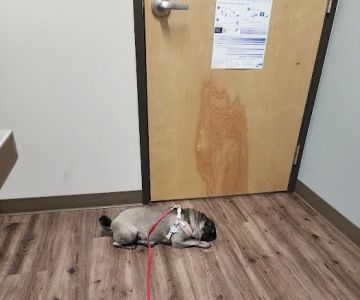 Pioneer Animal Hospital