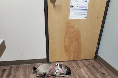 Pioneer Animal Hospital