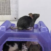 Petco ico