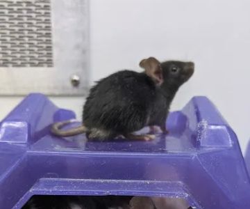 Petco