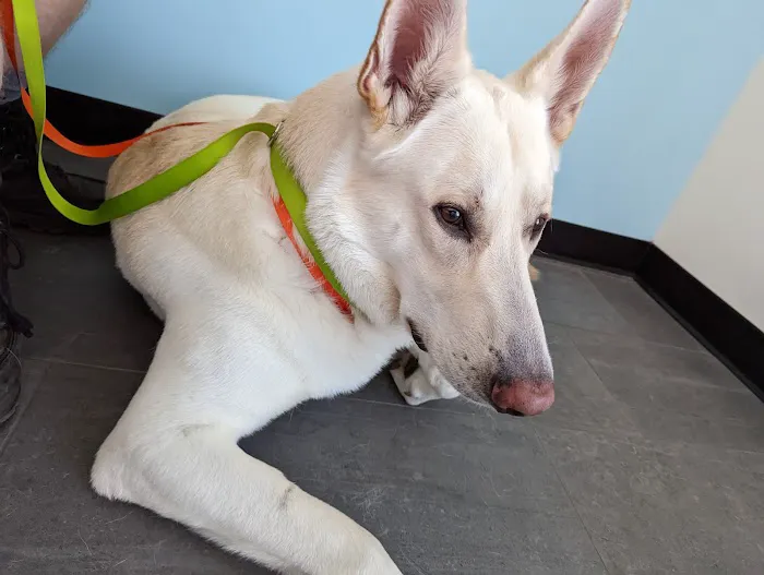 Banfield Pet Hospital 4
