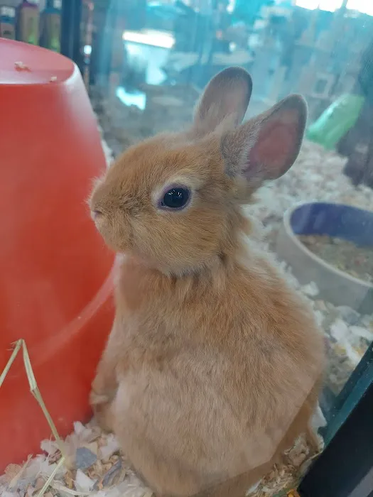Pet Supermarket 2