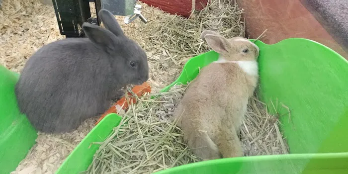 Pet Supermarket 4