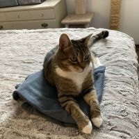 Pine Point Animal Hospital ico