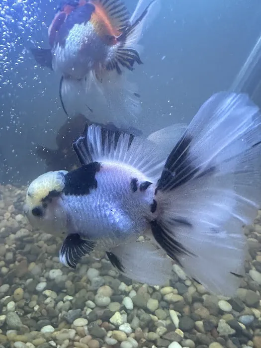 chuchu goldfish 6