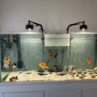 chuchu goldfish ico