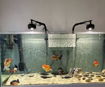 chuchu goldfish