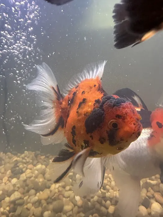 chuchu goldfish 2