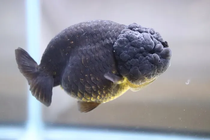 chuchu goldfish 8