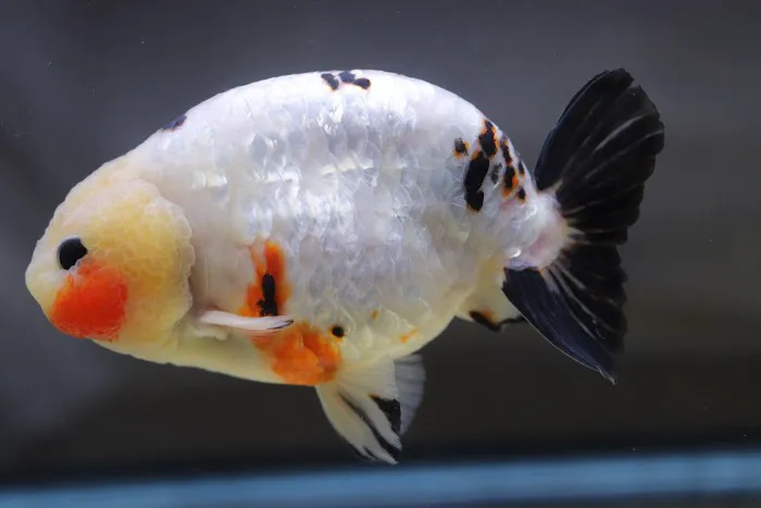 chuchu goldfish 7