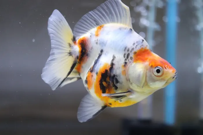 chuchu goldfish 10