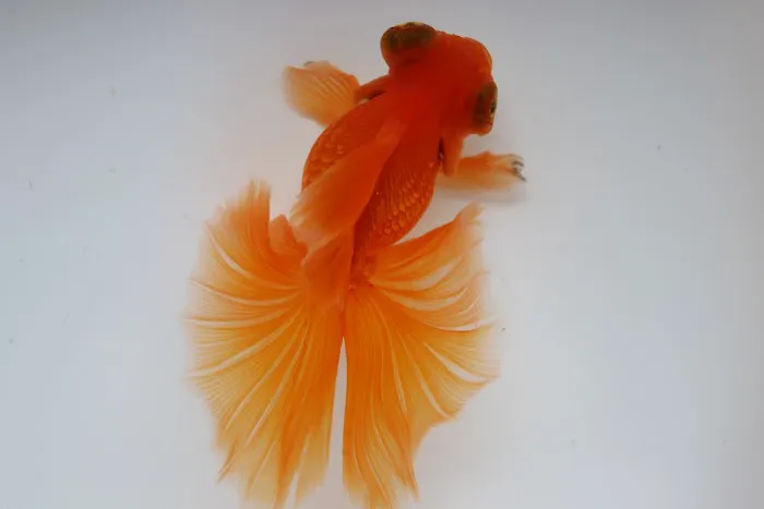 chuchu goldfish 5