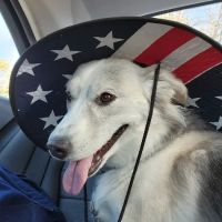 Banfield Pet Hospital ico