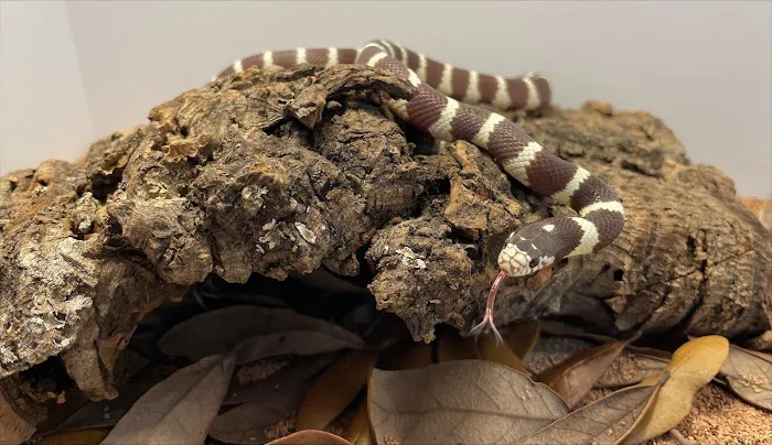 Amazing Animal Adventures Exotic Pet Shop 4