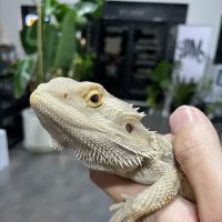 Amazing Animal Adventures Exotic Pet Shop ico