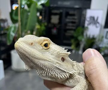 Amazing Animal Adventures Exotic Pet Shop