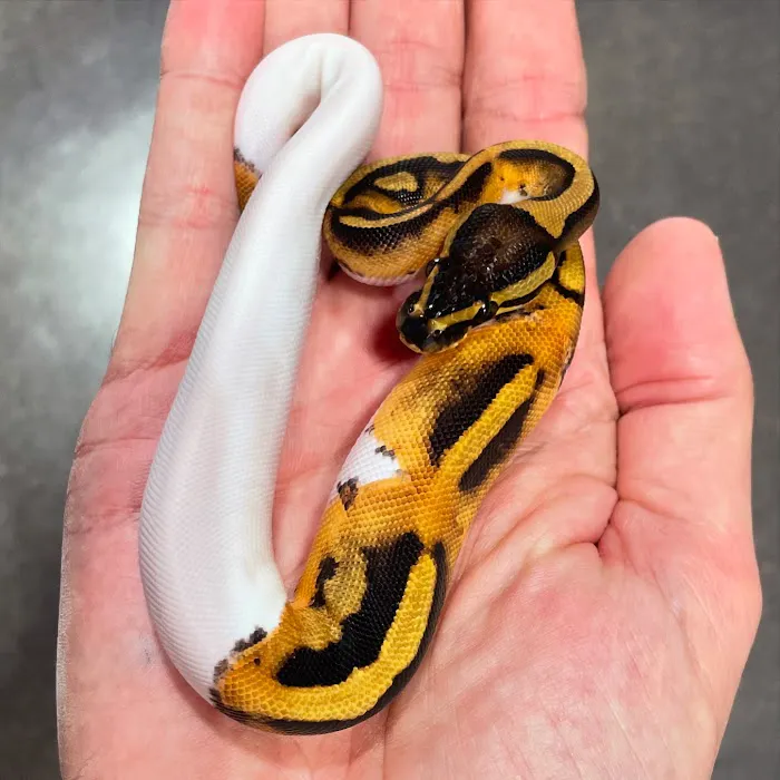 Amazing Animal Adventures Exotic Pet Shop 10
