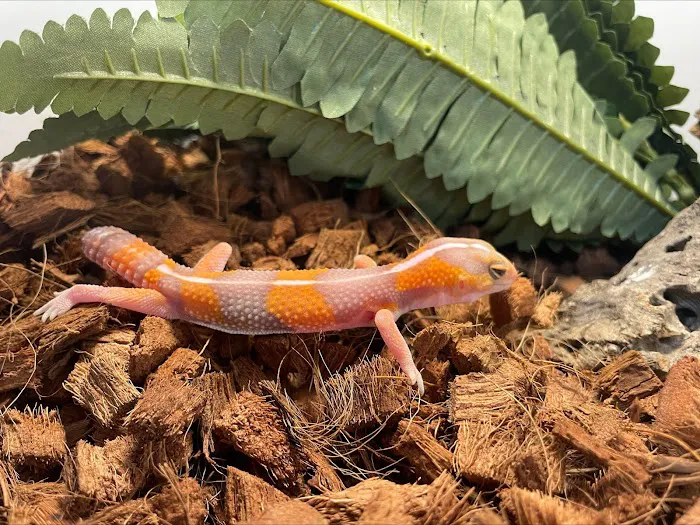 Amazing Animal Adventures Exotic Pet Shop 9