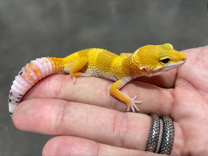Amazing Animal Adventures Exotic Pet Shop 2
