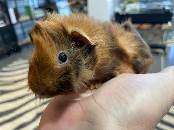 Amazing Animal Adventures Exotic Pet Shop 5